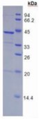 SDS-PAGE (FGL1-8243H).jpg